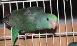 I have many young parrotlets for sales. They are parents raised and they are good for breeding.
1 white fallow male split green ( born around 2/26/13)
1 blue turquoise female split albino ( greenish back) ( born around 5/20/2013)
Please email me or call