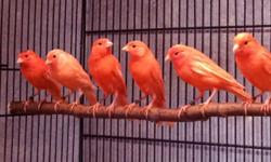 I have several young, intense and frosted, male and female red factor canaries for sale. Males make excellent singers. The price is $60 for a female canary and $75 for a male canary, with $10 off for the purchase of two birds. No shipping, pickup or local