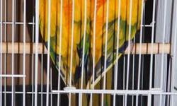 Young Sun Conure 9 months old.
Flys
Sex unknown
Must find home because I will be moving
Call 812-797-5639
Do Not Text or email