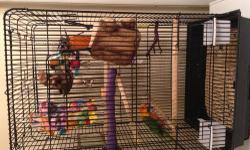 Very friendly young conure!!! Is already mimicking our whistles/sounds/ and a few words
Hate to sell but we are moving and can't take her with Us...
First off, she must go to a great home!!!
Loves attention and requires about an hour of interaction a day.