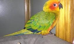 Due to unforeseen circumstances. We need to rehome our sun conure. Born 04/13 not DNA sexed. Steps up on command when out of cage. Not a loud bird. Eats a balanced diet of fruits and veggies. Has never bite anyone. Great with children. Bird alone 400.00