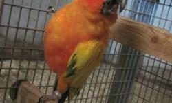 Hello! I am looking to rehome my Sun Conure. I am unsure if a male or female. We call her Sammi. She is beautiful and loves kisses. We are having to find a new home for all of our animals as we are moving to a no animal ( even no birds) area.
Sammi would