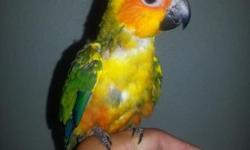 I have 4 young unsexed sun conures. 2 are about two years old they are related. The other 2 are from a different clutch not related a year and half old. I also have Adult breeder Male $250 great breeder.
