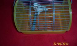 One year young/old white female Parrotlet for sale!Primary she is breeding female but because of her age she never had a clutch! She is semi tame,beautiful and very healthy bird! She have a leg band(proof of the birth) and have no clipped wings! I'm
