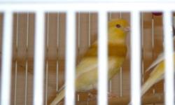2 --4 month old yellow canaries for sale. One has red eyes - will produce white babies; the other yellow one has black eyes.
Also, 1 year old male canary. He's brown and yellow and starting to sing--he's $75