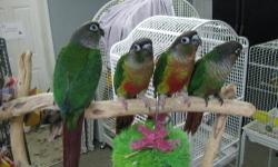 Rico is a really beautiful yellow sided green cheek conure. We were told that he was male when we purchased him a few months ago. He was a handfed baby and it would not take too terribly much work to get him back to being a nice pet bird again. He is a