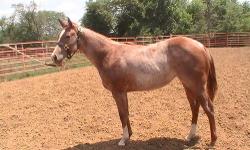 Yr Buckskin filly by Mr Gold Bucks 2004 Res. World Champion Heading Horse & out of daughter of Reds Little Jo 2011 Res. World Champion Heading Horse. Super Athletic. Outstanding Arena Prospect
$2500
Call 573-221-7799 ask for Tom
copy and paste link to