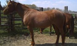 yr Red Roan Filly
Incentive Fund
$3500
Yr Red Roan Filly By Ima Zippo Good Bar & out of a Tiger Leo Bred mare.
Very Athletic and a great Western Pleasure Prospect.
Call 573-221-3000
ask for Tom
copy and paste link to view youtube video of her