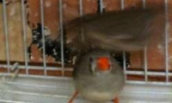 Zebra finch, chestnut flanked, white!!!
This ad was posted with the eBay Classifieds mobile app.