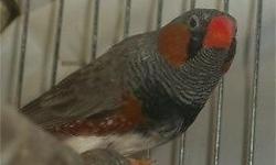 White female zebra finch for sale. She is about 1 year old. $7 for just the finch. For $25 the cage, food bowl, and food is included.
This ad was posted with the eBay Classifieds mobile app.