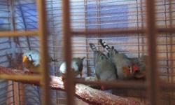 Zebra Finches,
healthy, and active
males and females
$10.each...
cages not included.
please text during working hours,
or call after four pm.
3 one 7 48 zero 9 five three 3
needing to downsize on pets.
thank you for looking.
SE INDY