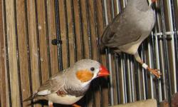 I currently have the following zebra finches available: a pair and a spare.
Pair: Unproven, no nest given (2nd photo);
Fawn female born 2/24/12
Normal Male (was handfed by me) born 4/25/10. $25.00
Picture shows both birds on the perch.
the spare: Fawn