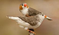I have one pair a Zebra Finch Penguins inxcellent condition.