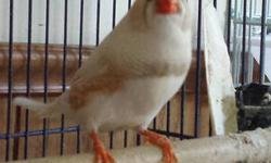 I have one proven male UK CFW zebra finch for sale. UK zebra is much larger in size than the regular zebra finch. I need to down size my aviary. I like to ask $20 for him. I can not ship him. Cash only. Thank you for browsing.