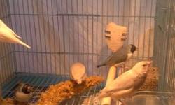 4 pairs of Zebra Finches. Adult birds and nesting with about 10 eggs.Normal Grey males & Females. 1 Female pied. No cage, No nests.Must rehome all together for $100.00 or Offer. 602-751-4548
Will trade for Parakeets.
