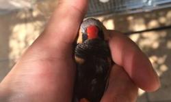 Im selling different Zebra Finch Mutations, All sizes including English Size. 818 674 2970 luis
