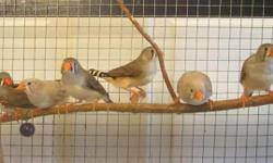 I have bonded pairs of zebra finches I need to rehome.
One male is white bonded to a very light pied finch.
The other two males are regular zebra finches paired with reg color finches.
I also have another light pied female and reg female.
They all have
