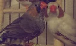 My zebra finches had babies. 5 available. $8 for one or $14 pair. Will be ready to go to their new homes by mid March. Birds with black beaks in picture - they don't have their adult colors yet.
