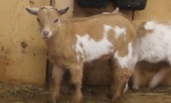 Not even a year old, castrated, and dehorned, bottle fed baby, halter broke, extremely friendly
