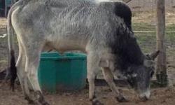 Zebu bull 2yrs old. He was hand fed and will eat out of your hand. $ 375.00. Thanks , Pam 904/229-1605
This ad was posted with the eBay Classifieds mobile app.