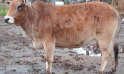 Zebu Cattle Herd
3.8; 3 bulls / 9 heifers
6 red / 5 gray / 1 black
All under 8 years old
Should be pregnant for 2013 calves
All the Zebu are good-looking and fat; you could roll a marble down their backs
$750.00 each across the board; will not separate
